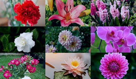 Plantas Con Flores 15 Variedades Caracteristicas Y Cuidados