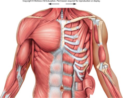 Chest Muscles Anatomy Diagram Function Body Maps Sexiz Pix
