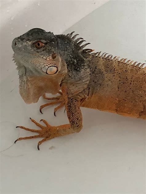 Nw England Red Iguana Reptile Forums