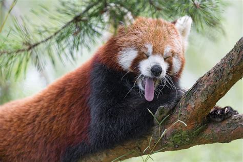 Red Panda Yawning A Cute Photo Of A Red Panda Posing On A Flickr