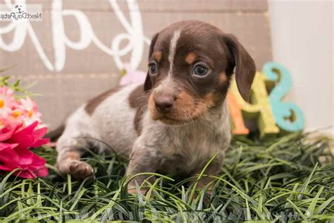 Our dachshund puppies for sale come from either usda licensed commercial breeders or hobby breeders with no more than 5 breeding mothers. Dapple Dachshund Puppies San Antonio | PETSIDI