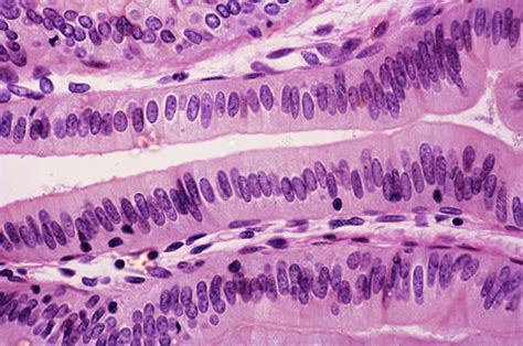Simple Columnar Epithelium Lm Stock Image C Science Photo Library