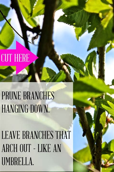 How To Prune A Weeping Cherry Tree Hymns And Verses