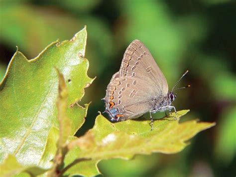A Butterfly Made For Harsh Marthas Vineyard Habitat The Marthas