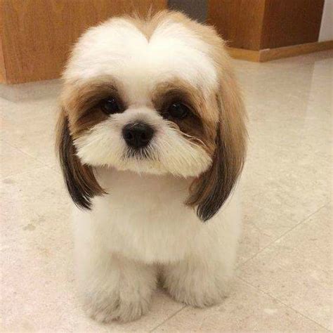 Beyond The Puppy Cut: Shih Tzu Hair Styles