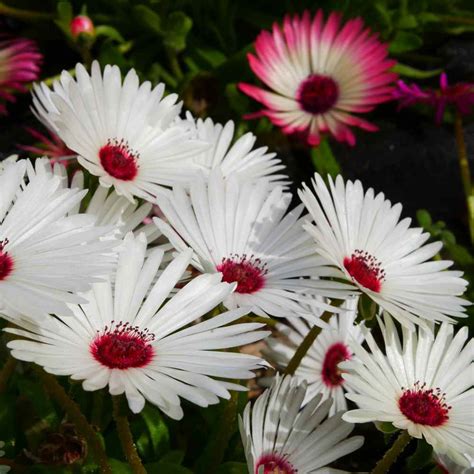 Ice Plant Seed White Livingstone Daisy Ground Cover Seeds