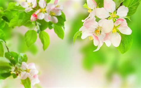 38 Springtime Animals And Flowers Wallpaper