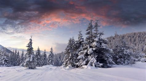 Wallpaper Snow Sunrise Clouds Winter Trees Forest 2560x1600 Hd