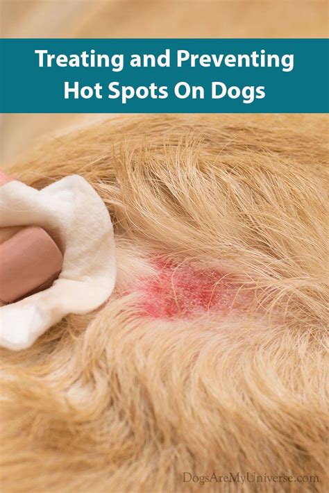 Pin On Dog Health
