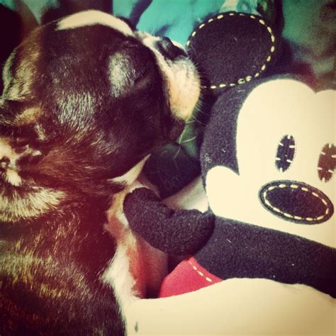 Boston Terrier Mickey Pook A Looz Mickey Disney Characters Mickey Mouse