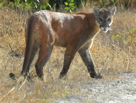 Commonly Confused Mammals Of Florida Ufifas Extension Pinellas County