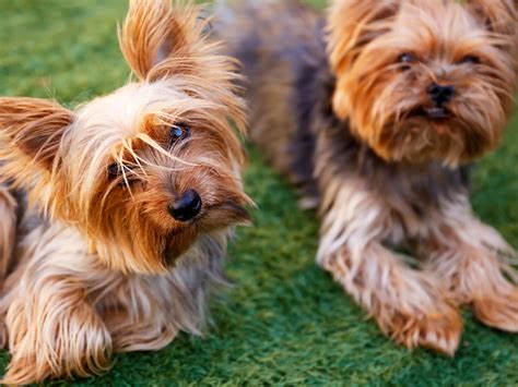 Yorkshire Terrier Dog Breed Guide Spot