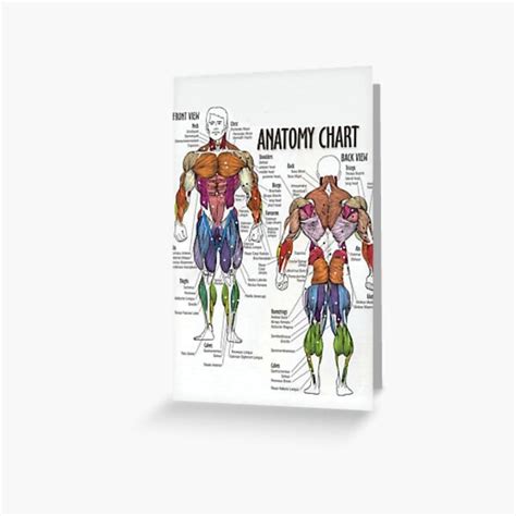 Anatomy Chart Muscle Diagram Greeting Card By Superfitstuff Redbubble