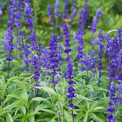 Salvia Farinacea Victoria Blue 1000 In 2020 Backyard Flowers