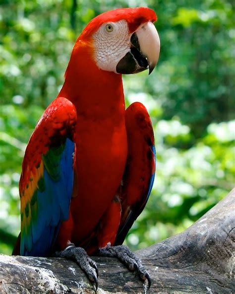 Red Parrot Flickr Photo Sharing