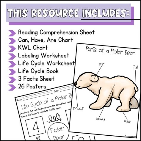 Life Cycle Of A Polar Bear Activities Worksheets Book Polar Bear