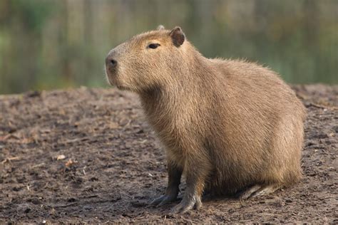 Capybara Artpagesdev