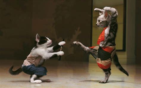 wallpapers: Funny Cats Fight Wallpaper