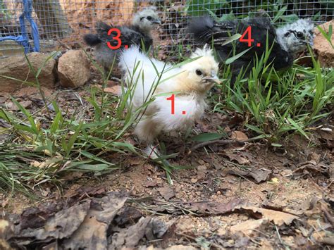 Sexing Silkies Backyard Chickens Learn How To Raise Chickens