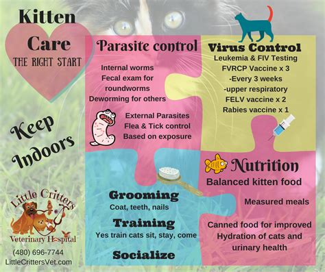 Cat And Kitten Care And Health