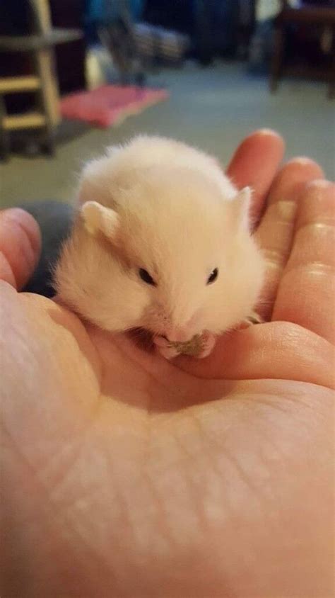 9 Baby Syrian Hamsters In Wester Hailes Edinburgh Gumtree