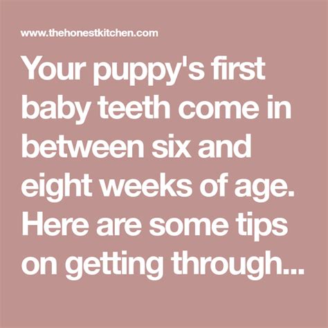 Puppy Teething Guide Tips Timeline And Common Symptoms The Honest