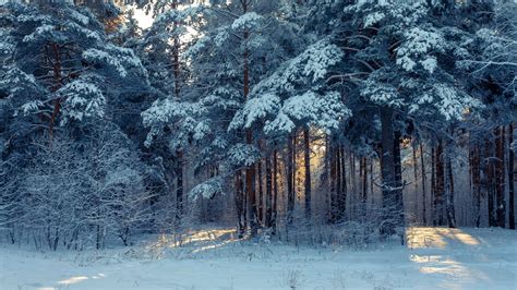 Download Wallpaper 1920x1080 Forest Winter Snow Trees