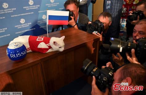 world cup winners predicted by russia s psychic cat achilles