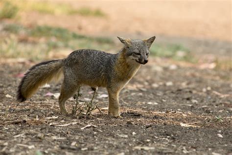 Santa Cruz Island Fox Urocyon Littoralis Santacruzae Flickr