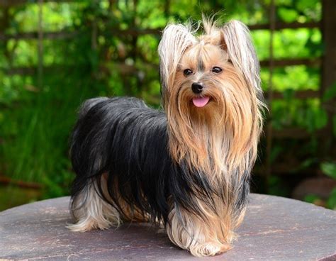 Yorkshire Terrier Dog Breed Info Pictures Traits And Facts Hepper