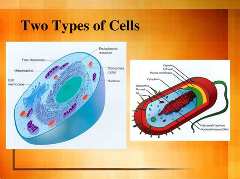 Ppt Cell Organelles And Their Functions Powerpoint Presentation Free