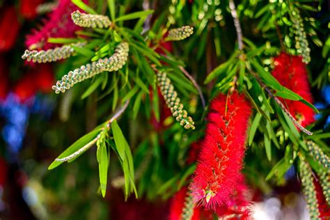 The Essential Guide To Australian Native Plants Australian Colours
