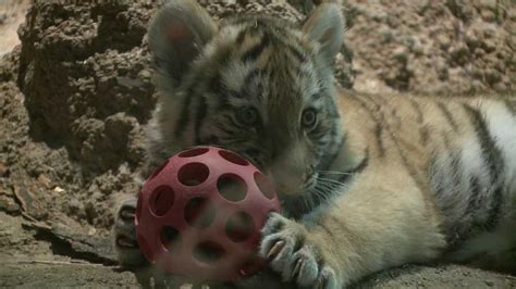Images Milwaukee County Zoos Amur Tiger Cubs Make Their Debut