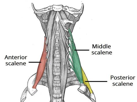 Muscle Of The Day Scalenes — Experience Physical Therapy Buffalo