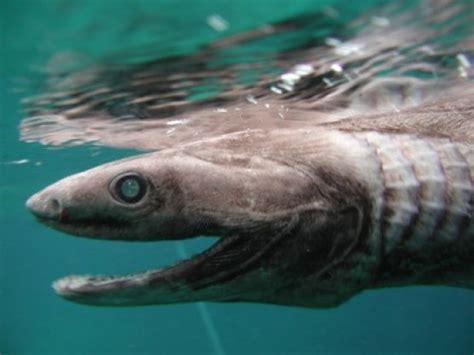 25 Amazing Frilled Shark Fun Facts