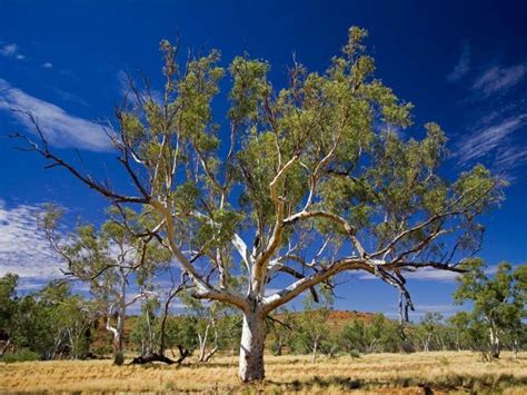 Gum Tree Life Matters Abc Radio National Australian Broadcasting