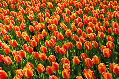 Tulip Background Free Stock Photo Public Domain Pictures