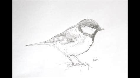 How To Draw Great Tit Titmouse Youtube
