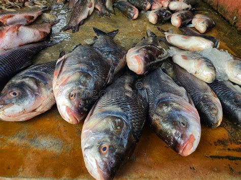 Pile Of Rohu Catla Carp Fish Sale In Indian Fish Market Stock Photo