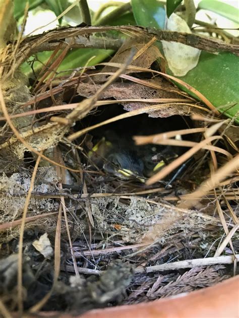 Nestwatch Carolina Wren Chicks Nestwatch