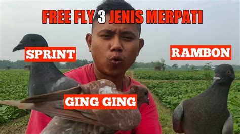 Mencoba Menerbangkan Jenis Merpati Free Fly Merpati Ging Ging