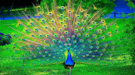 Top 200 Beautiful Peacock Images Hd Wallpapers