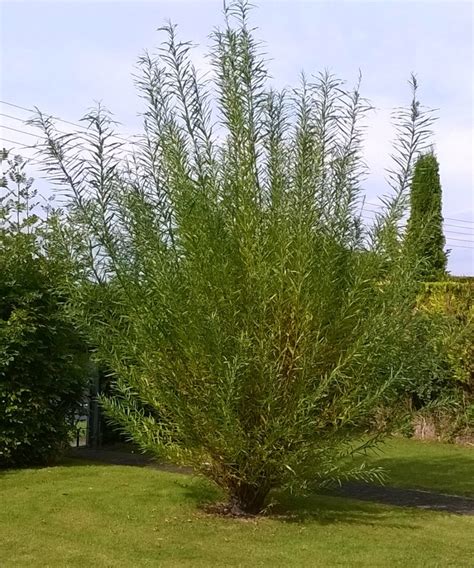 How To Grow Willow From Cuttings Dengarden