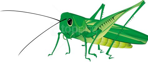 Animated Grasshopper Png Image Free Download Png Play