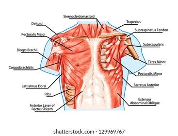Pectoralis Major Muscle Muscles Chest Thorax Stock Vector Royalty Free