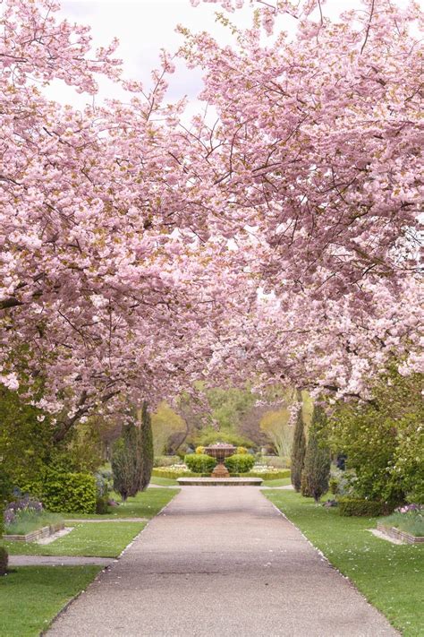 Cherry Blossoms At Regents Park London Fine Art Photography Spring