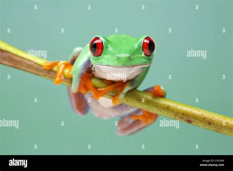 Red Eyed Tree Frog Agalychnis Callidryas On A Branch Stock Photo Alamy