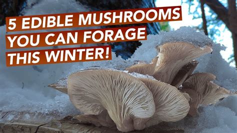 5 Edible Mushrooms You Can Forage This Winter Youtube