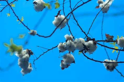 Free Stock Photo Of Agriculture Cotton Cotton Plant