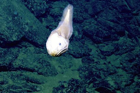 Beautiful Creatures Of Deep Sea Hydrothermal Vents Nautilus Live